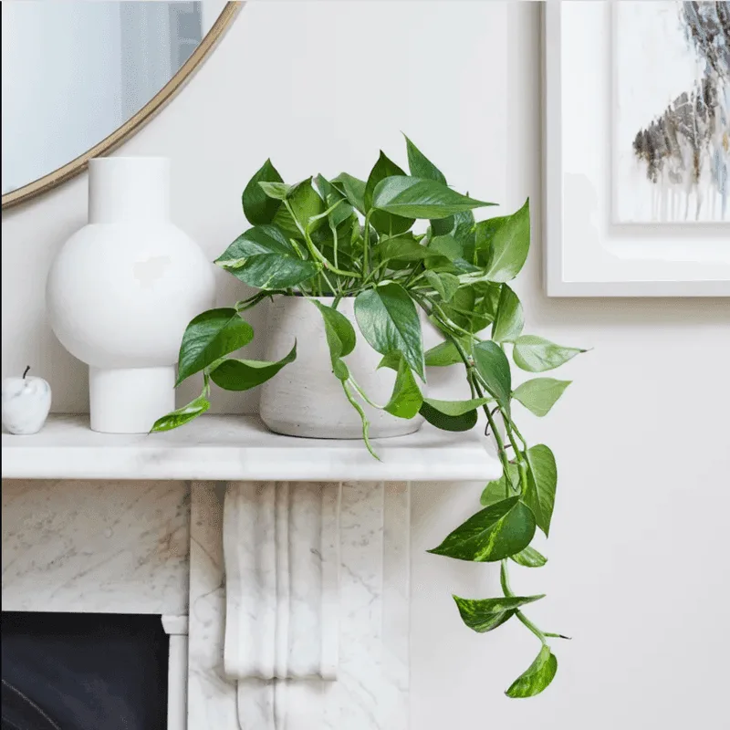 Pothos