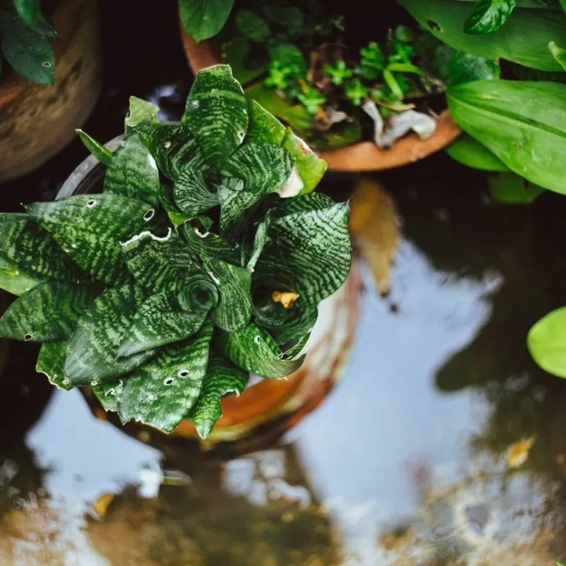 Potted Plant Precautions