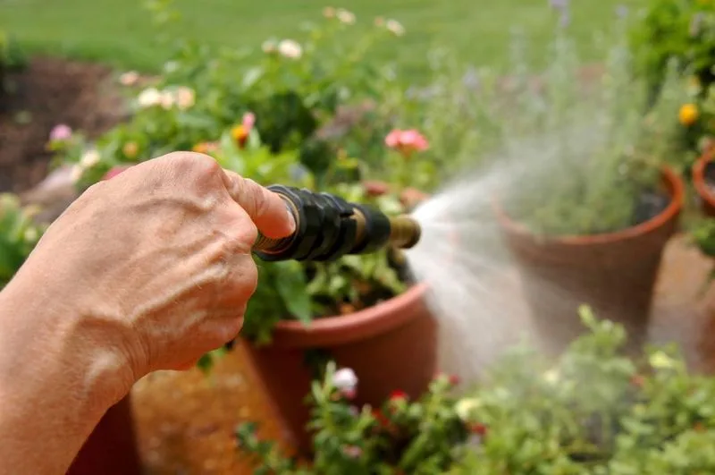 Overwatering Issues