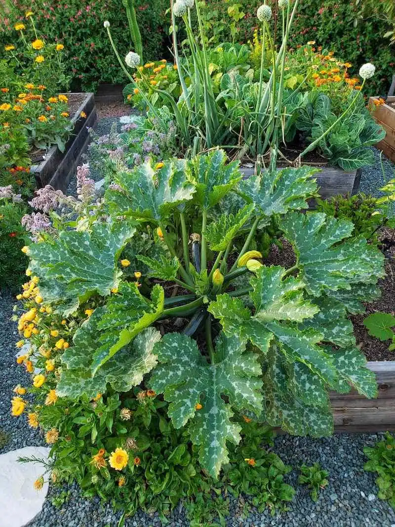 Practice Crop Rotation