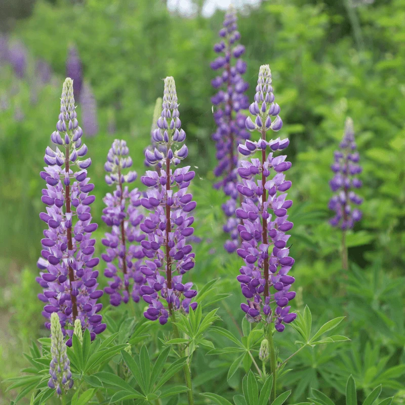 Wild Lupine (Lupinus perennis)