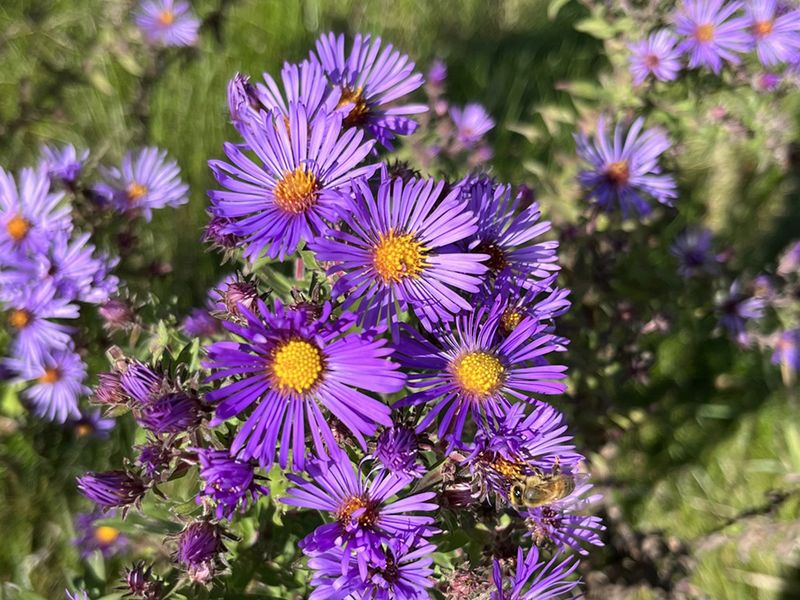 New England Aster