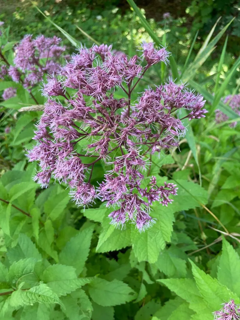 Joe-Pye Weed (Eutrochium purpureum)