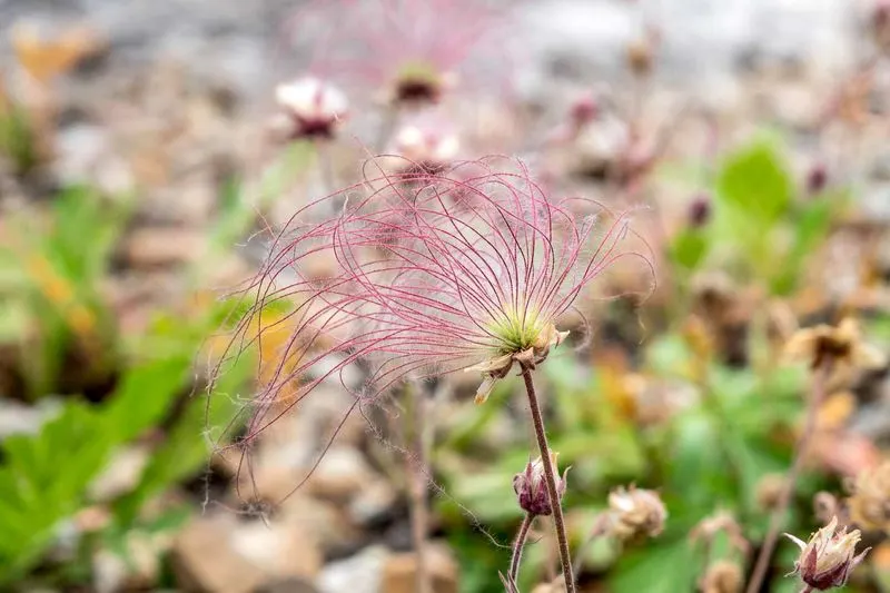 Prairie Smoke