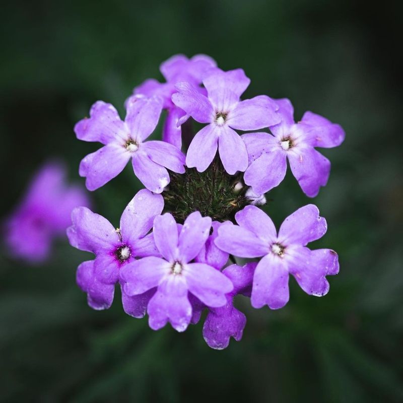 Prairie Verbena