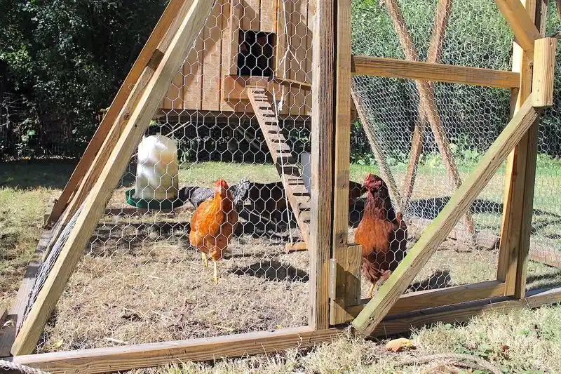 Predator-Proof Fencing