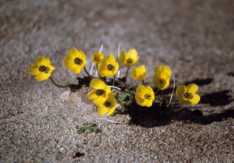 Prehistoric Arctic Poppy