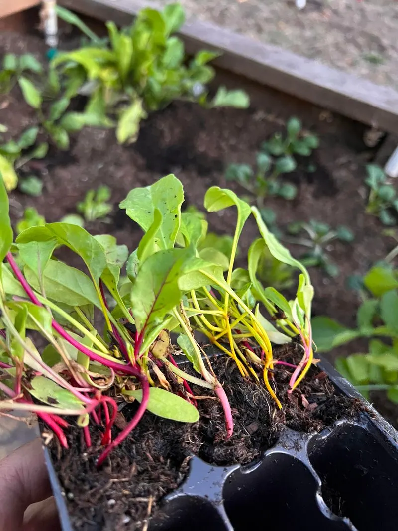 Planting the Seeds