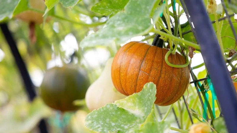Select the Right Pumpkin Variety