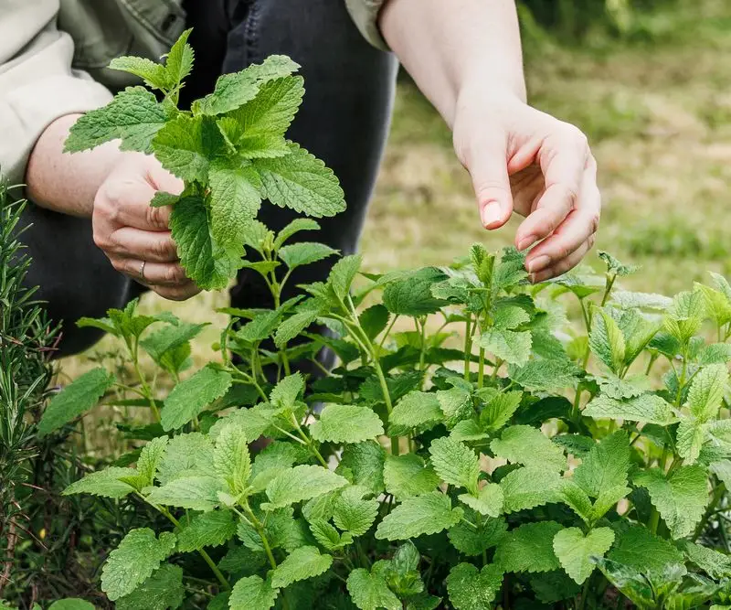Regular Pruning for Growth