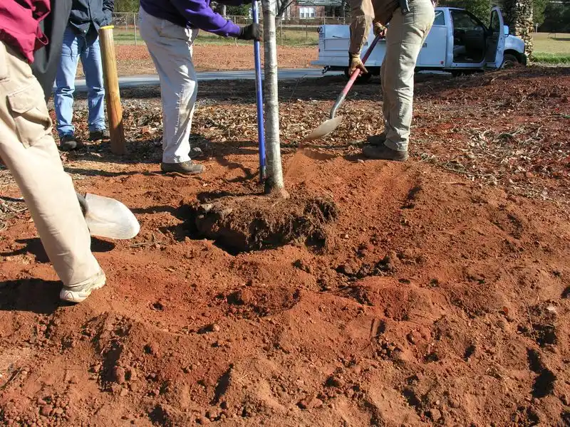 Prepare the Soil Properly