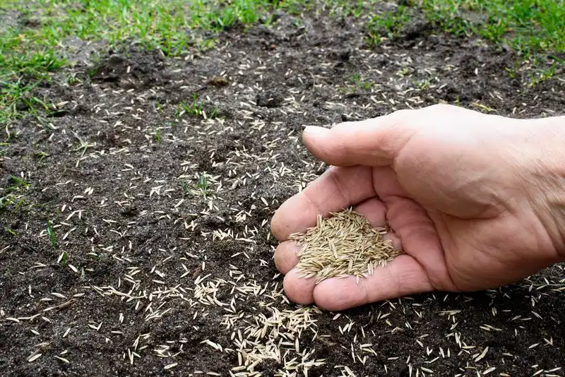Seeding Techniques