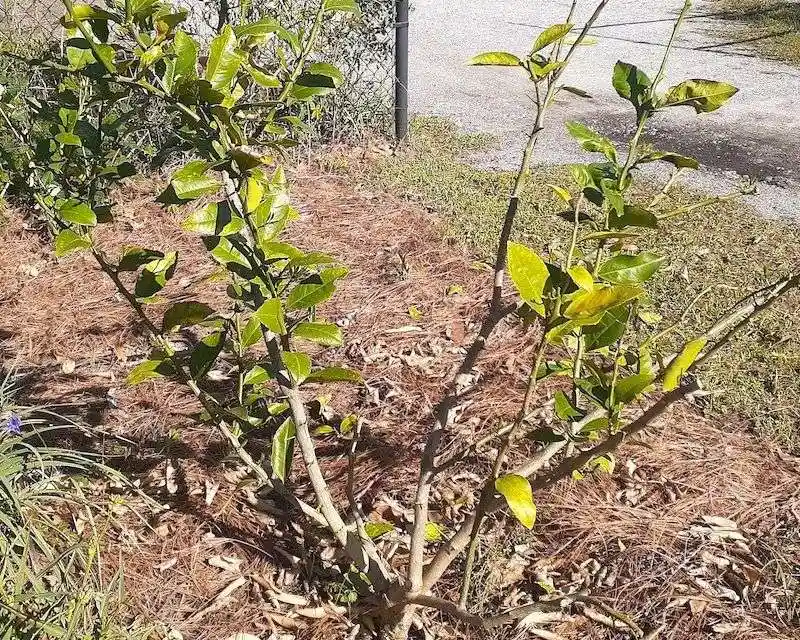 Resilient Plant Recovery