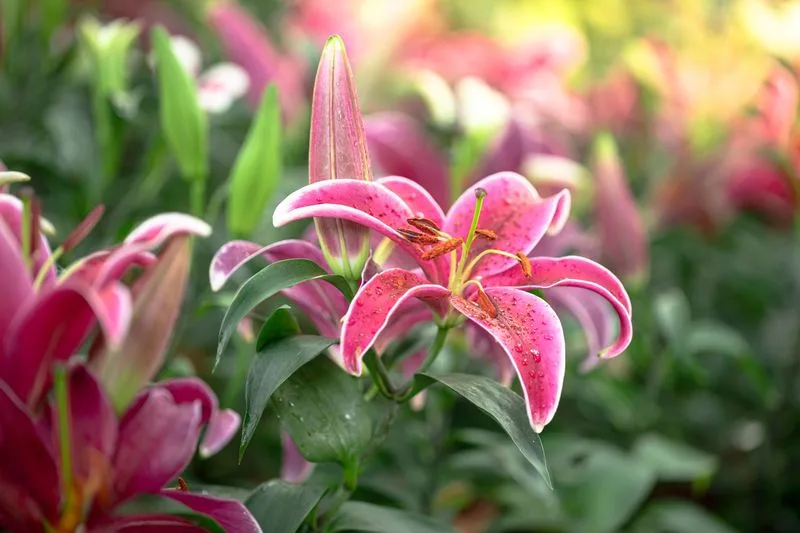 Pretty Pinks