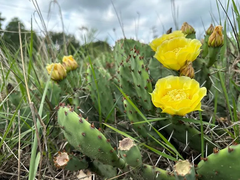 Prickly Pear Cactus