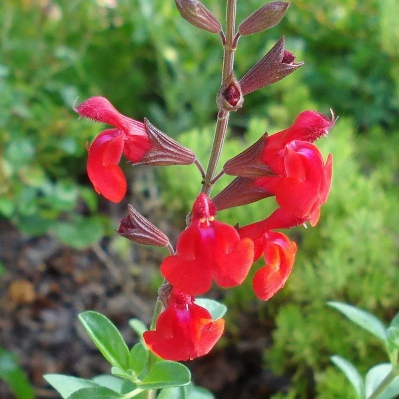 Autumn Sage