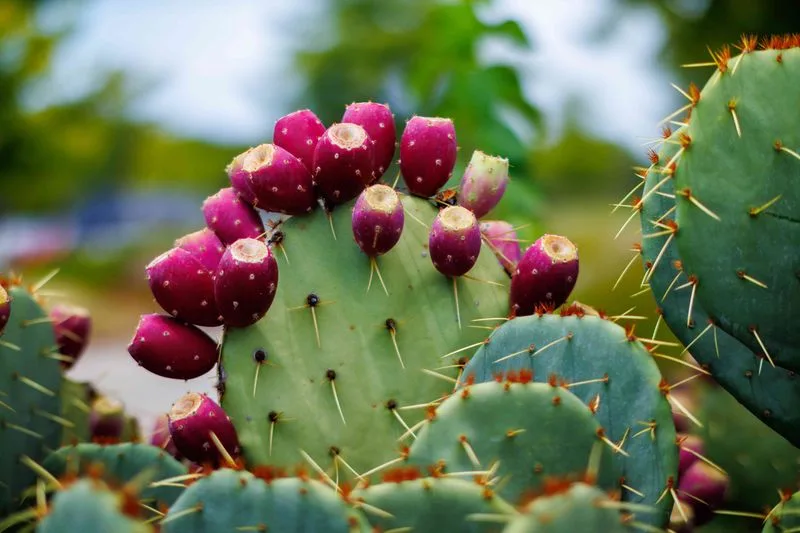 Prickly Pear Cactus (Opuntia)