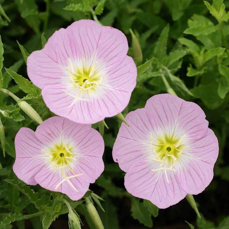 Primrose