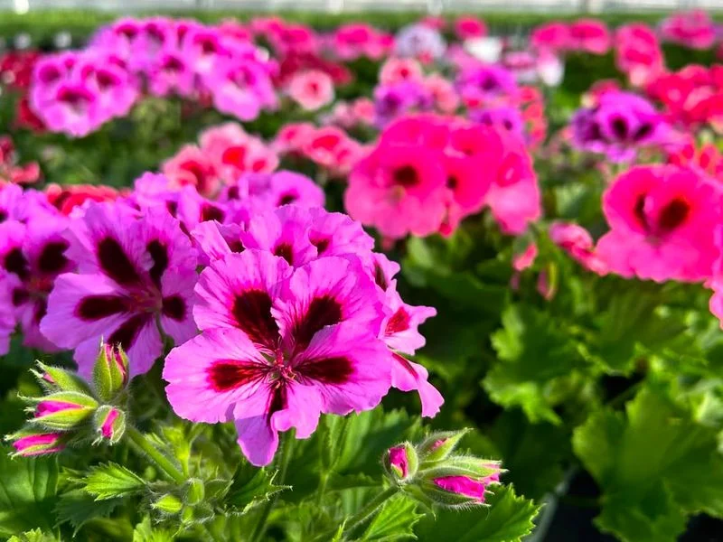 Geraniums