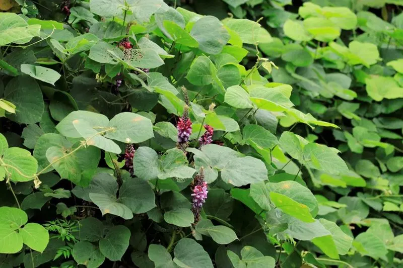 Invasive Plant Species