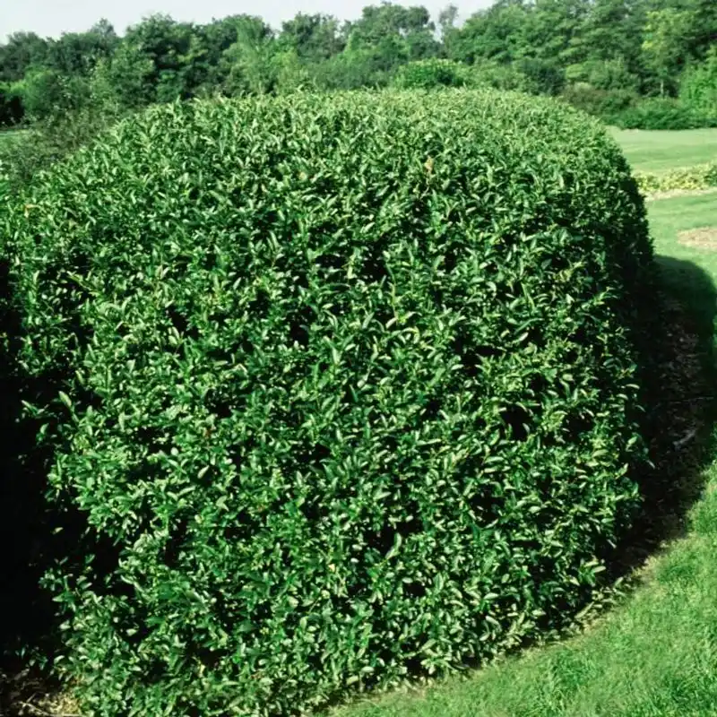 Privet
