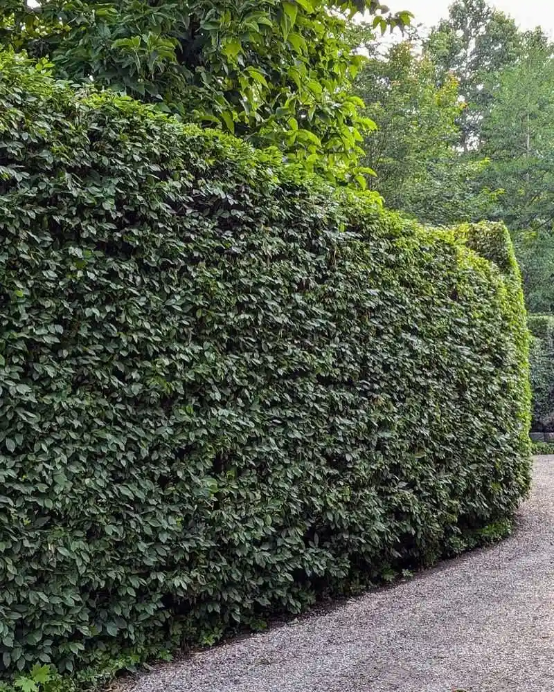 Hornbeam