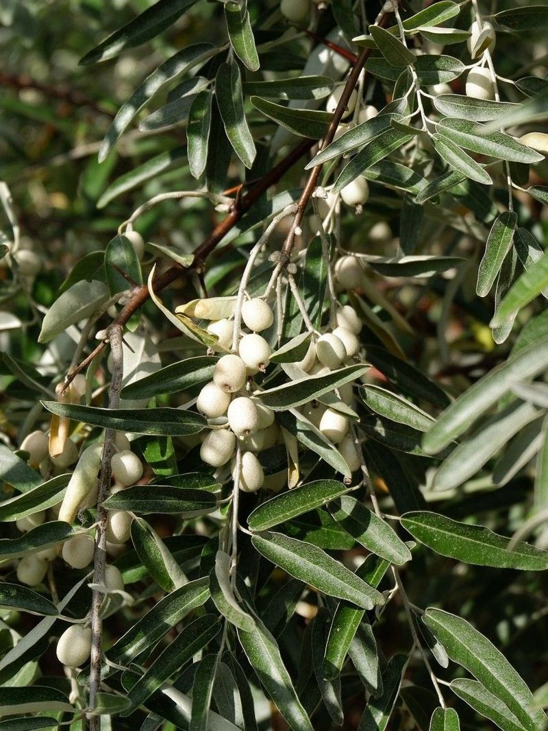 Russian Olive