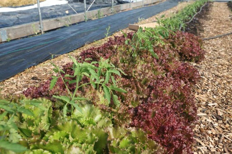 Pro Secret 1: Companion Planting
