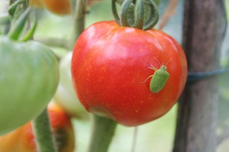 Pro Secret 4: Beneficial Bugs