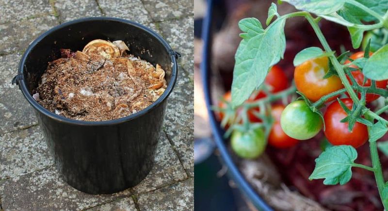 Pro Secret 8: Homemade Tomato Feed