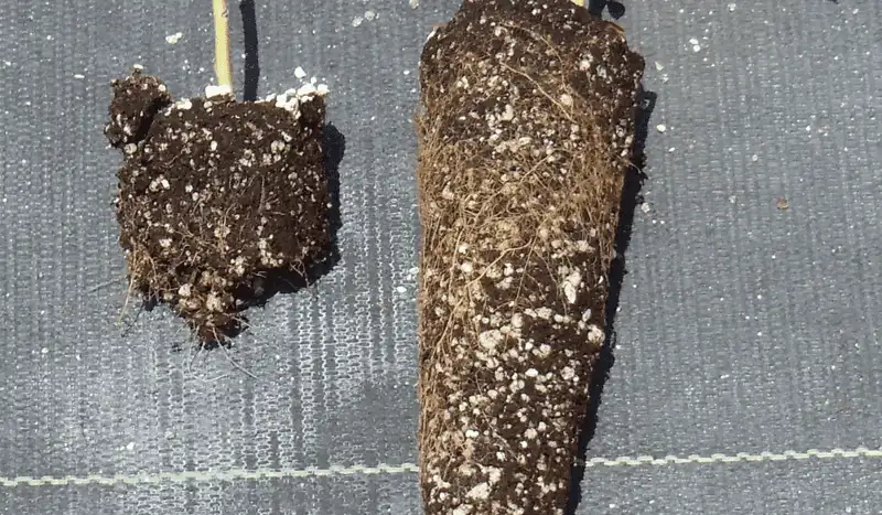 Promoting Root Health