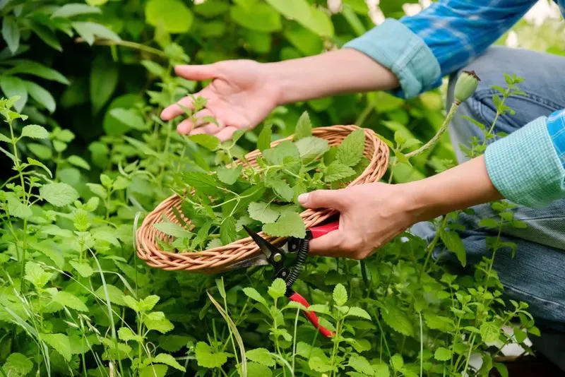 Harvesting Techniques
