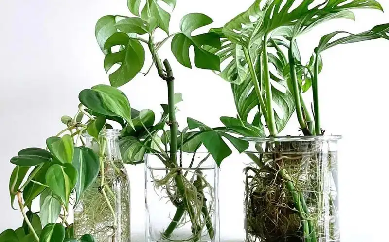 Propagation is Second Nature