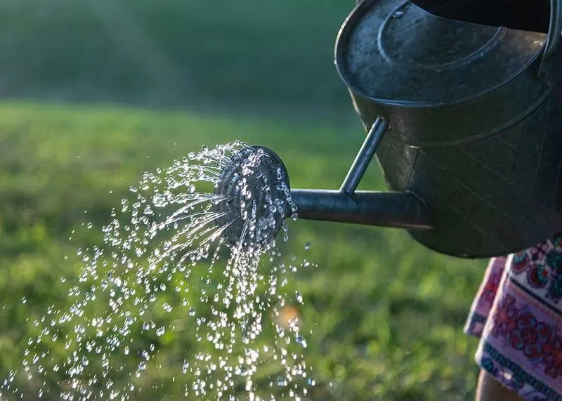 Proper Watering Techniques