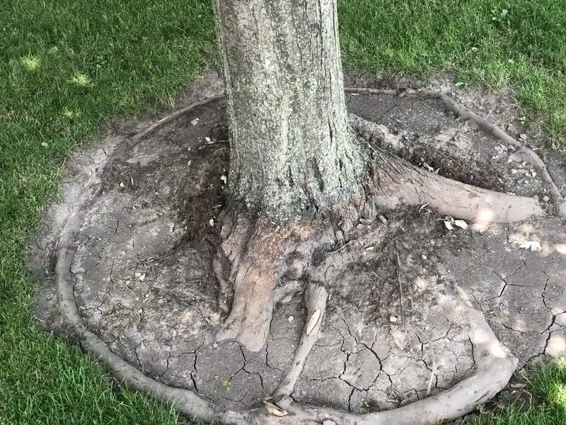 Soil Enrichment