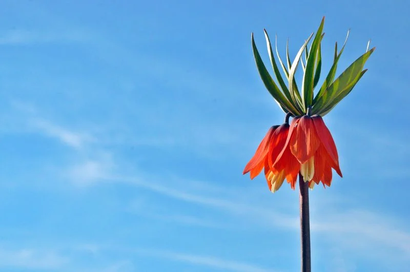 Tumbling Tulip
