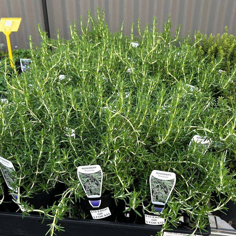 Prostrate Rosemary