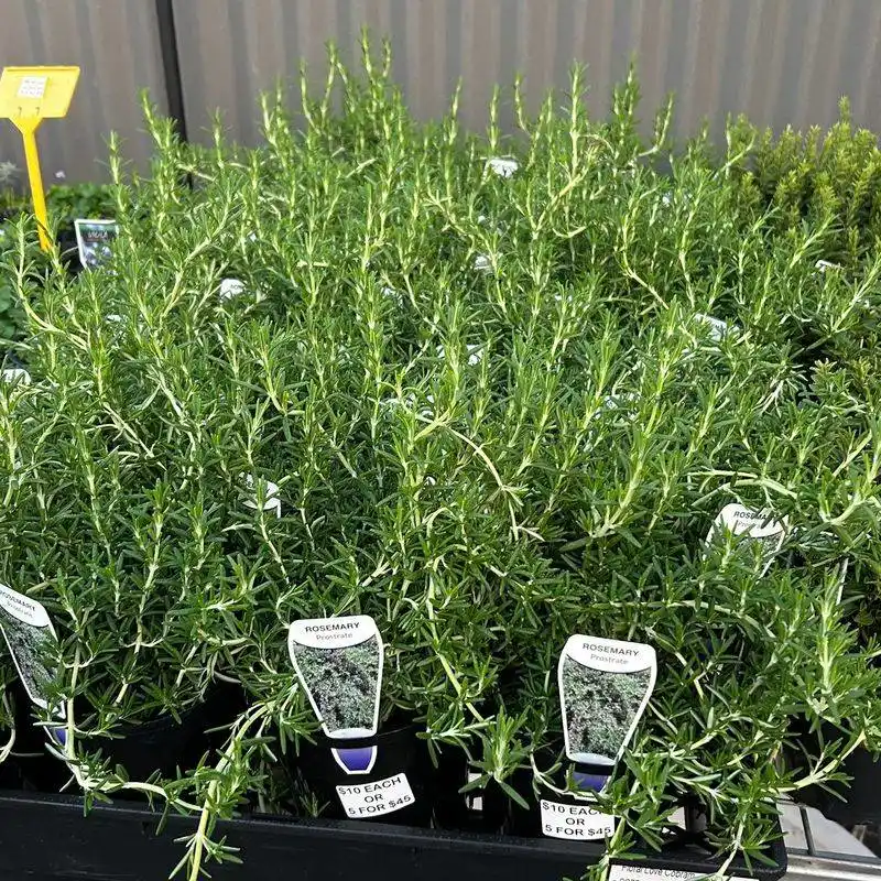Prostrate Rosemary