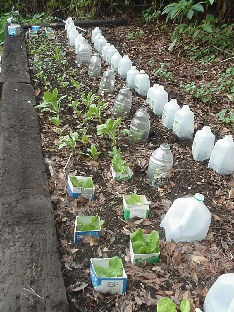 Protect Seedlings from Frost