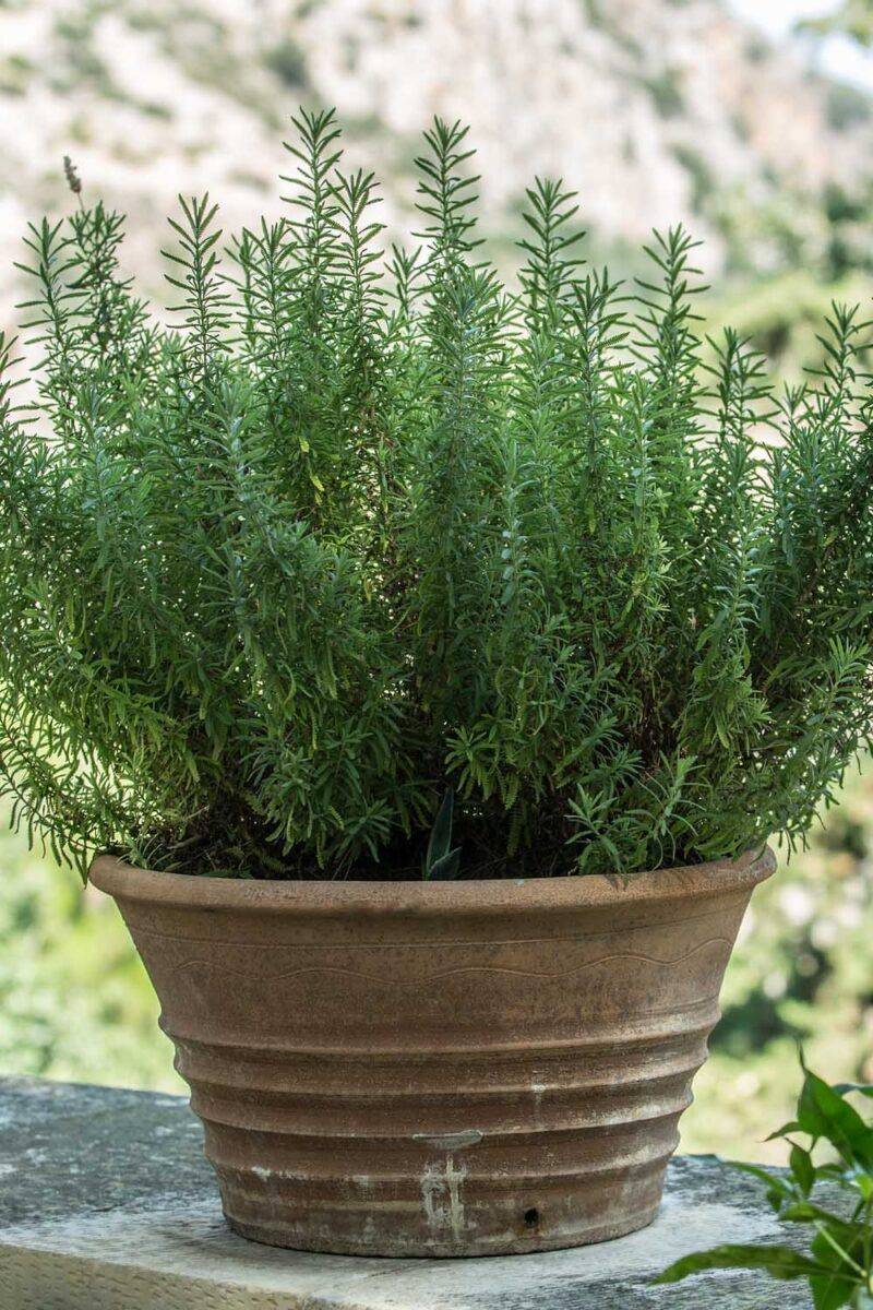 Avoid Overcrowding in Pots