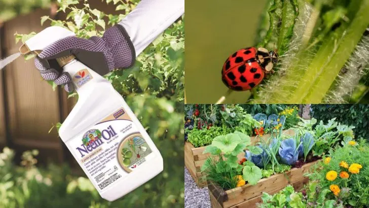 Proven Ways to Control Aphids Without Harmful Chemicals in Your Garden