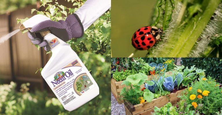 Proven Ways to Control Aphids Without Harmful Chemicals in Your Garden