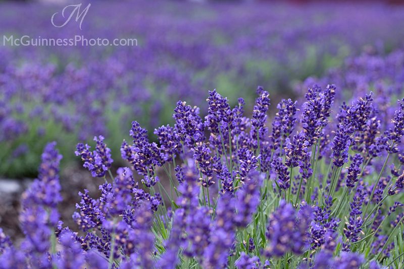 Provençal Lavender Pond