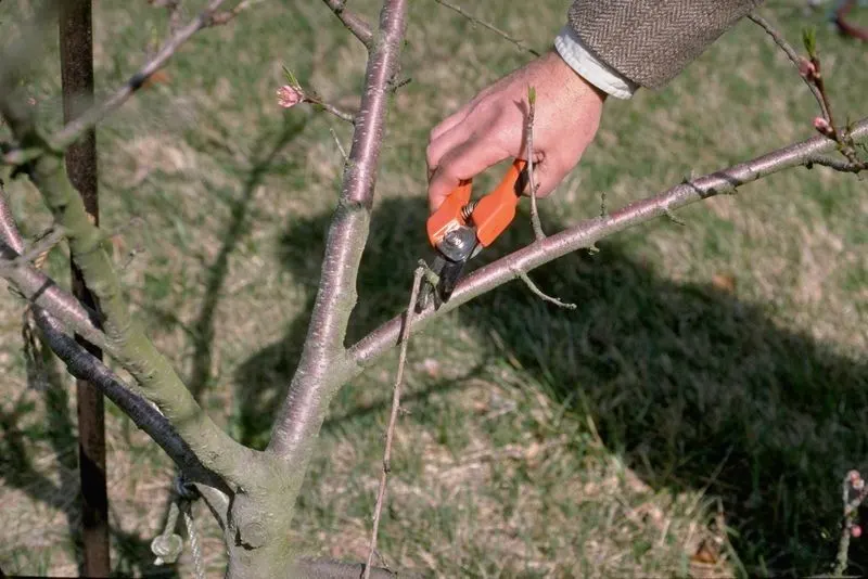 Prune Dead Wood