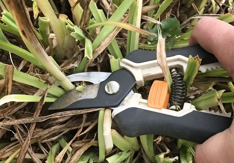 Prune Perennials for New Growth