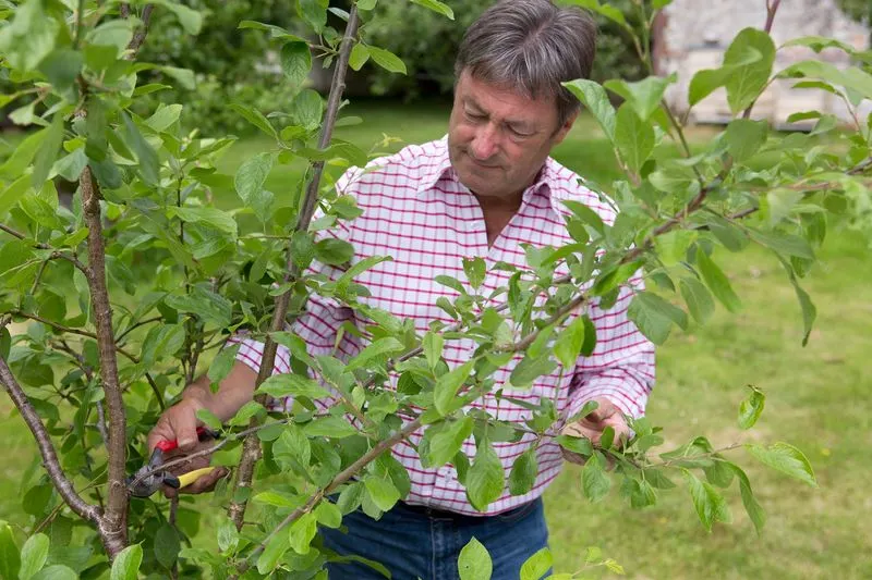 Prune Regularly