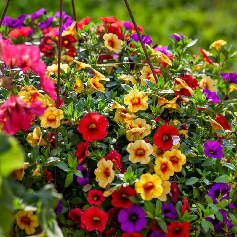 Plant Summer Annuals