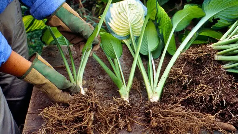 Divide Perennials
