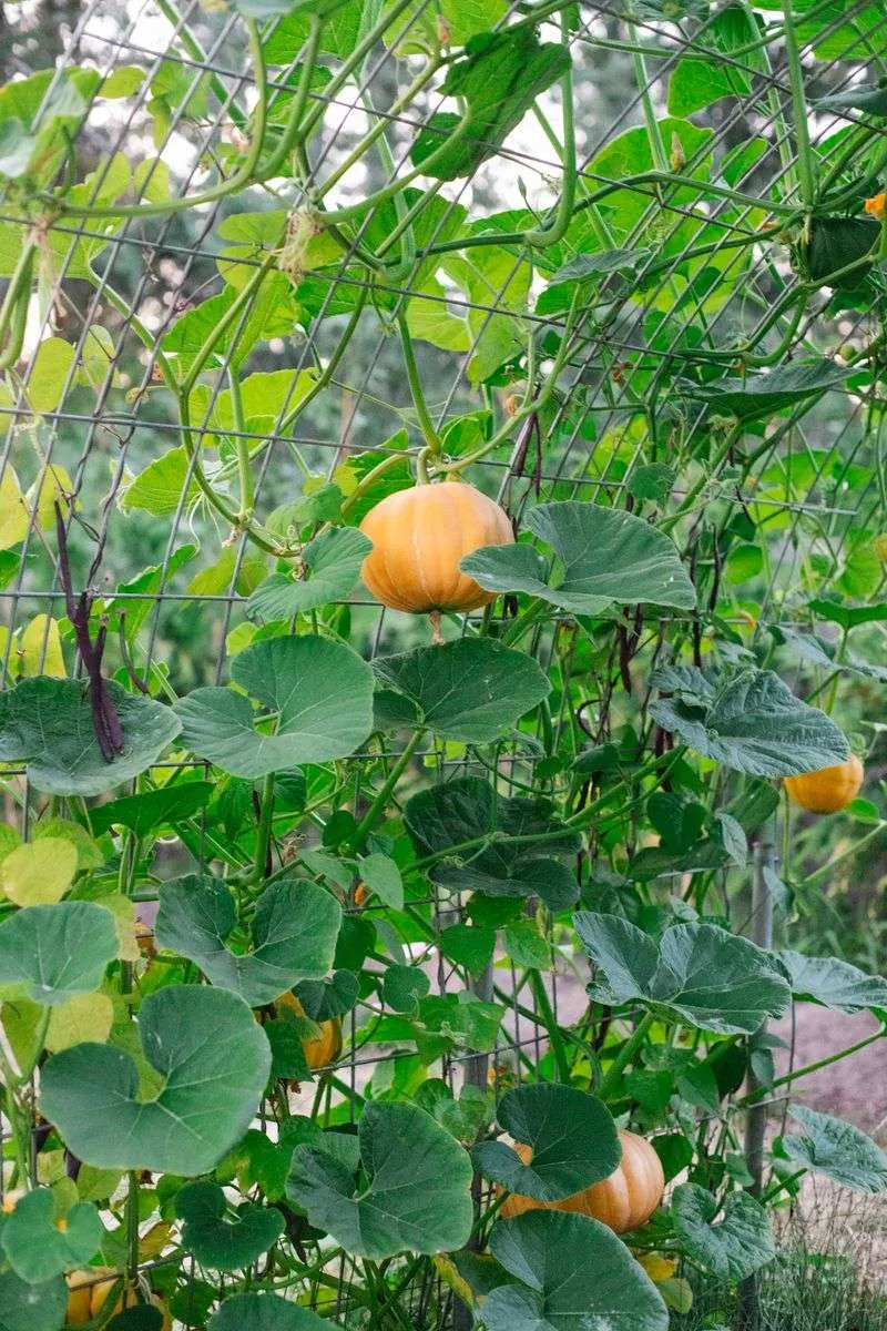 Harvest at the Right Time