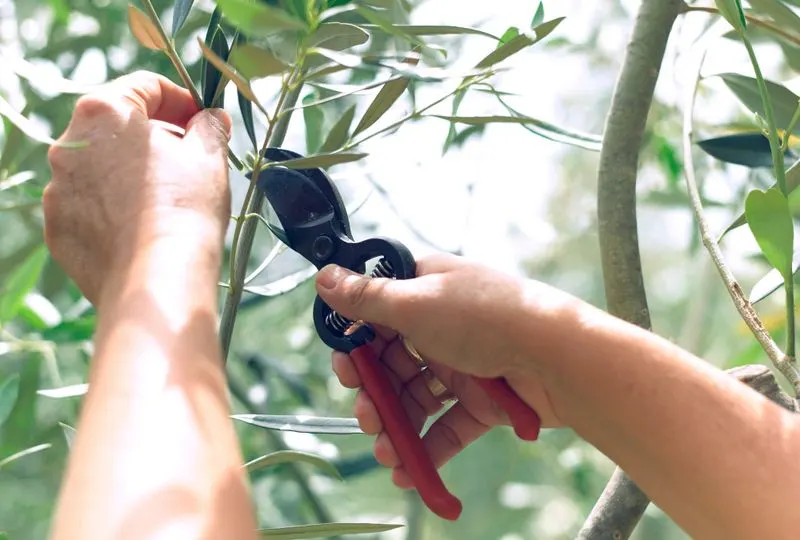 Pruning Regularly
